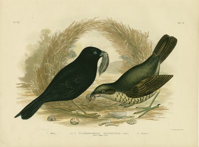 Satin Bowerbird, 1891 by Gracius Broinowski